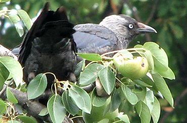 Ptaki lubią owoce :)
21.07.2007 #wrony #ptaki #gruszki