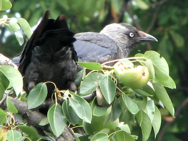 Ptaki lubią owoce :)
21.07.2007 #wrony #ptaki #gruszki