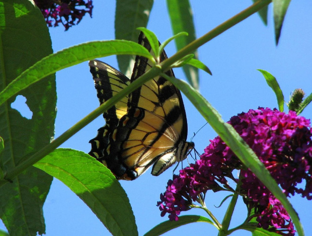 Paź królowej ( Papilio machaon ) #owady