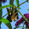 Paź królowej ( Papilio machaon ) #owady