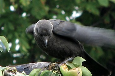 Ptaki lubią owoce :)
21.07.2007 #wrony #ptaki #gruszki