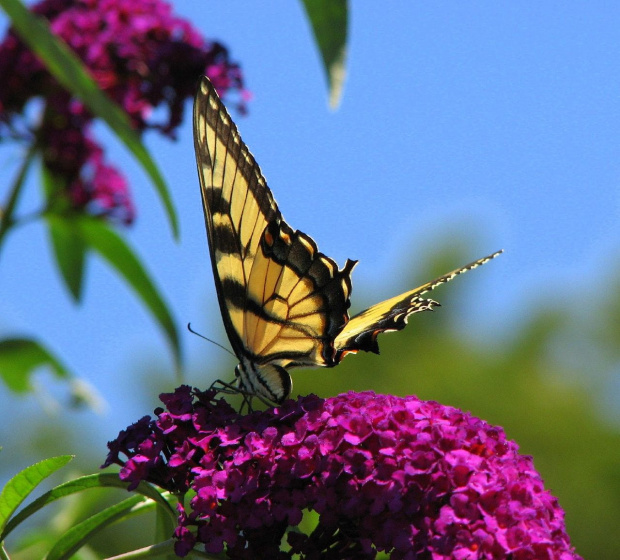 Paź królowej ( Papilio machaon ) #owady