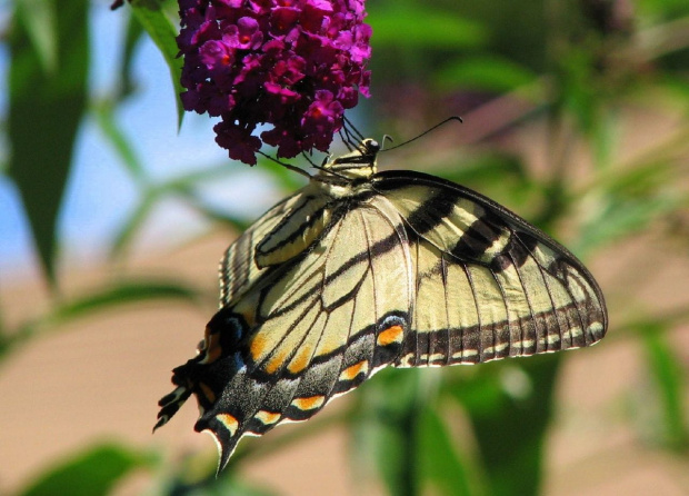 Paź królowej ( Papilio machaon ) #owady