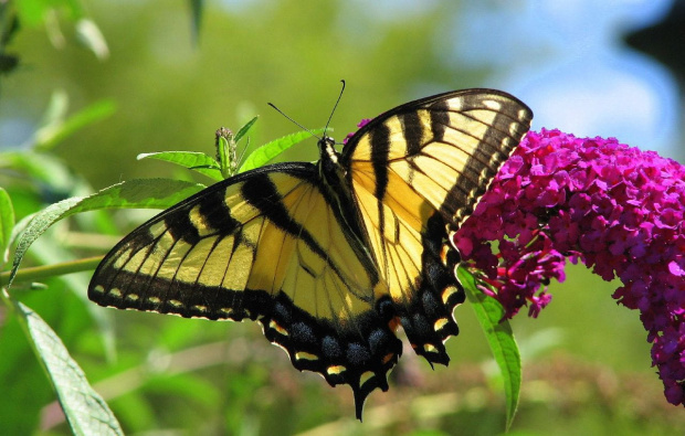 Paź królowej ( Papilio machaon ) #owady