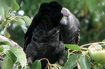 Ptaki lubią owoce :)
21.07.2007 #wrony #ptaki #gruszki