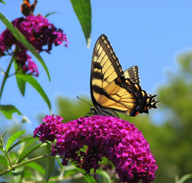 Paź królowej ( Papilio machaon ) #owady