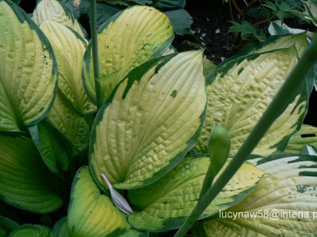 Hosta