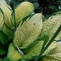 Hosta