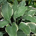 Hosta