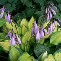 Hosta