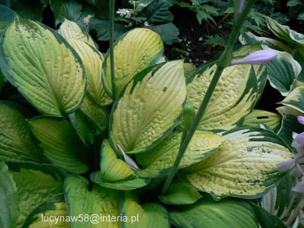 Hosta