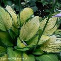 Hosta