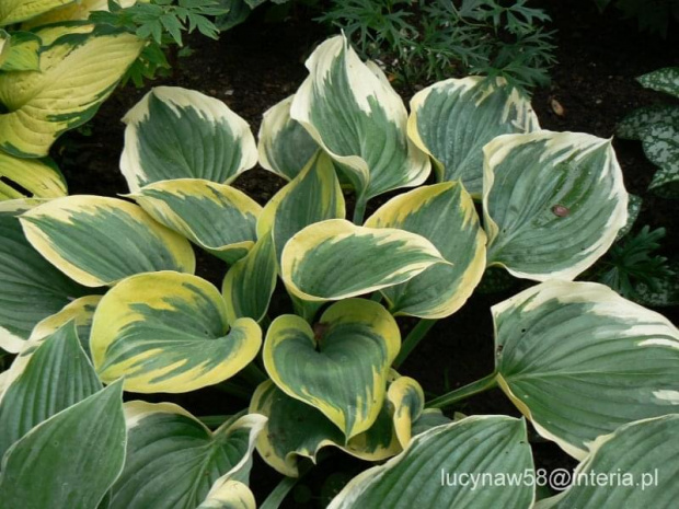 Hosta