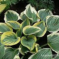 Hosta