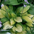 Hosta