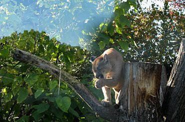 ... wycieczka do zoo ... #zwierzęta #puma #zoo