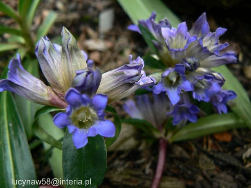 Gentiana