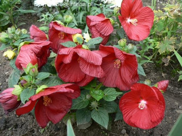 Hibiscus