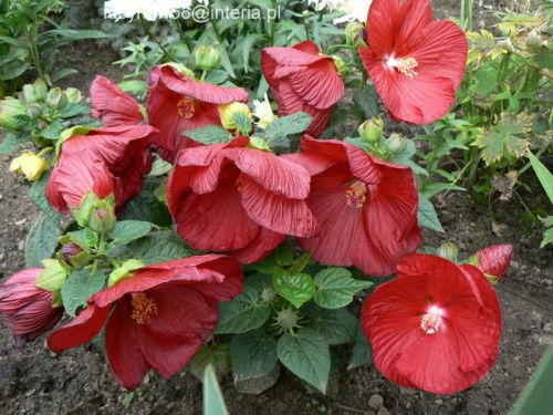 Hibiscus