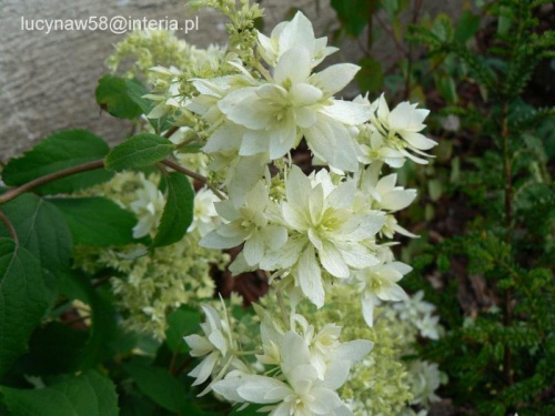 Hortensja arborescens Hayes Starbust