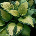 Hosta