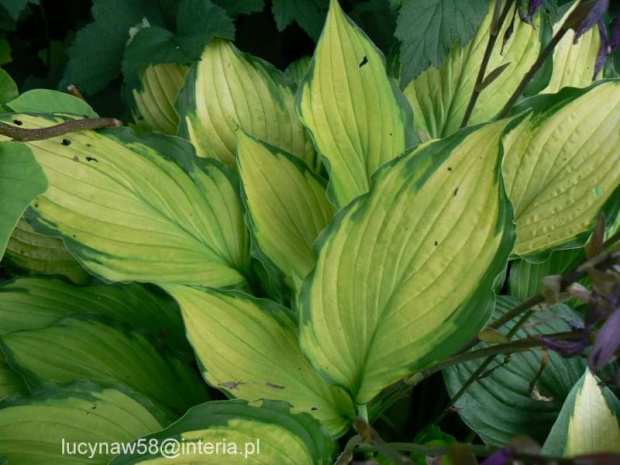 Hosta