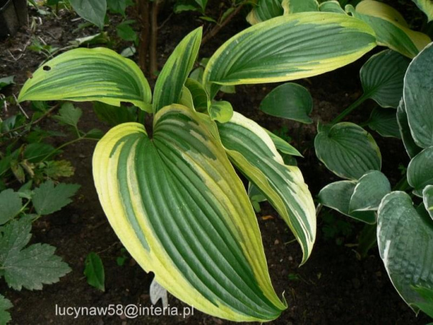 Hosta