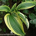 Hosta