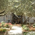 Jerozolima-Góra Oliwna -Ogród Oliwny