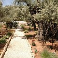 Jerozolima-Ogród Oliwny na Górze Oliwnej