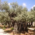 Jerozolima-Ogród Oliwny na Górze Oliwnej