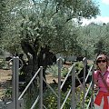 Jerozolima-Góra Oliwna -Ogród Oliwny
