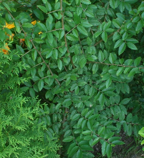 Hemiptelea davidii -ulistniona roślina