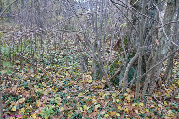 Orzysz - nieczynny cmentarz miejski #Orzysz