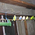 papużki faliste