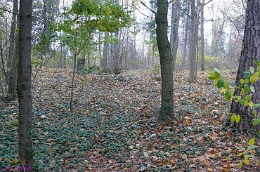Orzysz - nieczynny cmentarz miejski #Orzysz