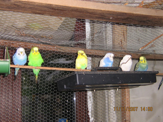 papużki faliste