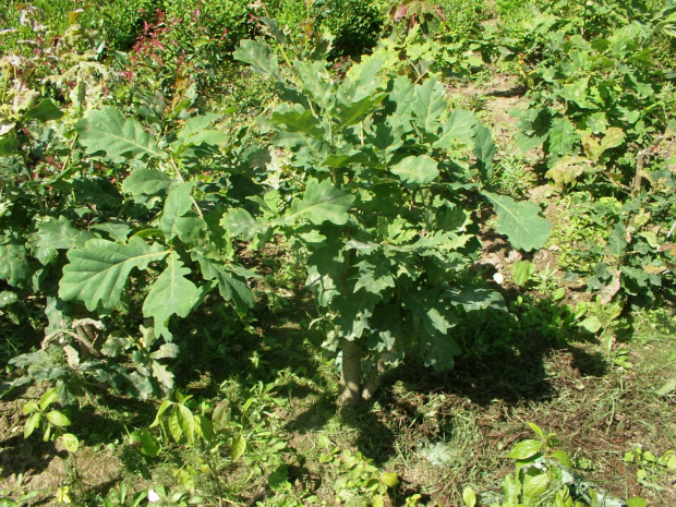 Quercus sp. roslina po przesadzeniu
Dąb szypułkowy (Quercus robur)