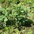 Quercus sp. roslina po przesadzeniu
Dąb szypułkowy (Quercus robur)