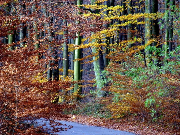 jesien w Puszczy Bukowej #jesień #las #drzewa #puszcza