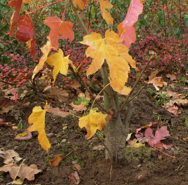 Acer sp. Klon jawor, jawor, klon jaworowy (Acer pseudoplatanus L)