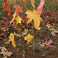 Acer sp. Klon jawor, jawor, klon jaworowy (Acer pseudoplatanus L)