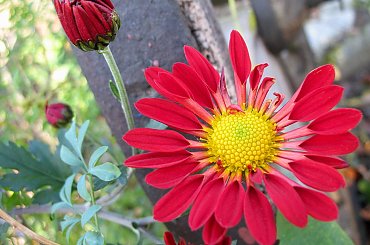 ... trochę wiosny ? ... trochę jesieni ... na działce ... #kwiaty #makro #chryzantemy #ogród #jesień