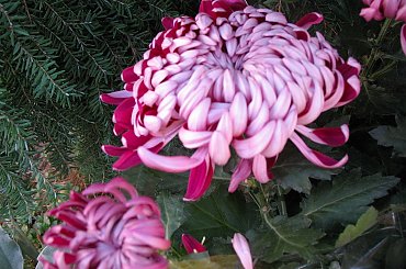 ... w sobotę ... na działce ... #chryzantemy #kwiaty #ogród #jesień