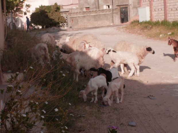 Sąsiadowi uciekło stadko z terenu i hasało po uliczce w Trypolisie... Zdjęcia sprzed domu