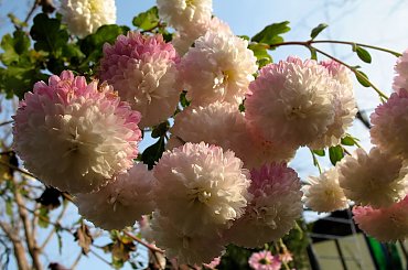 ... w sobotę ... na działce ... #kwiaty #chryzantemy #ogród