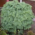 Chamaecyparis lawsoniana 'Globosa'