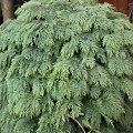 Chamaecyparis lawsoniana 'Globosa'