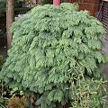 Chamaecyparis lawsoniana 'Globosa'