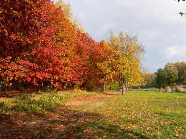 Kolory jesieni.
Colors of the fall.